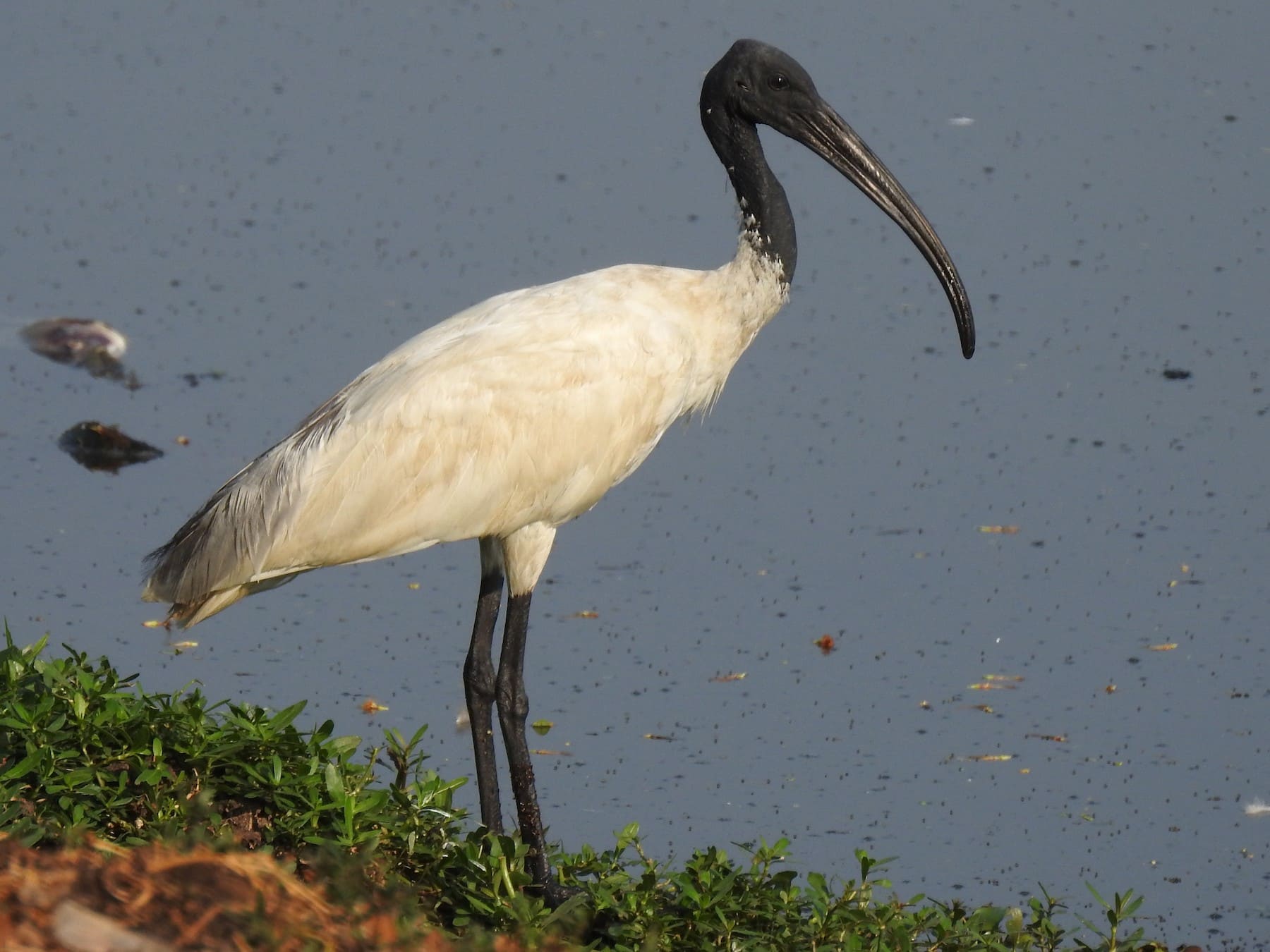 Black-headed Ibis